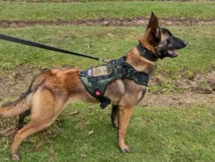 Wilson, el perro perdido durante la Operación Esperanza
