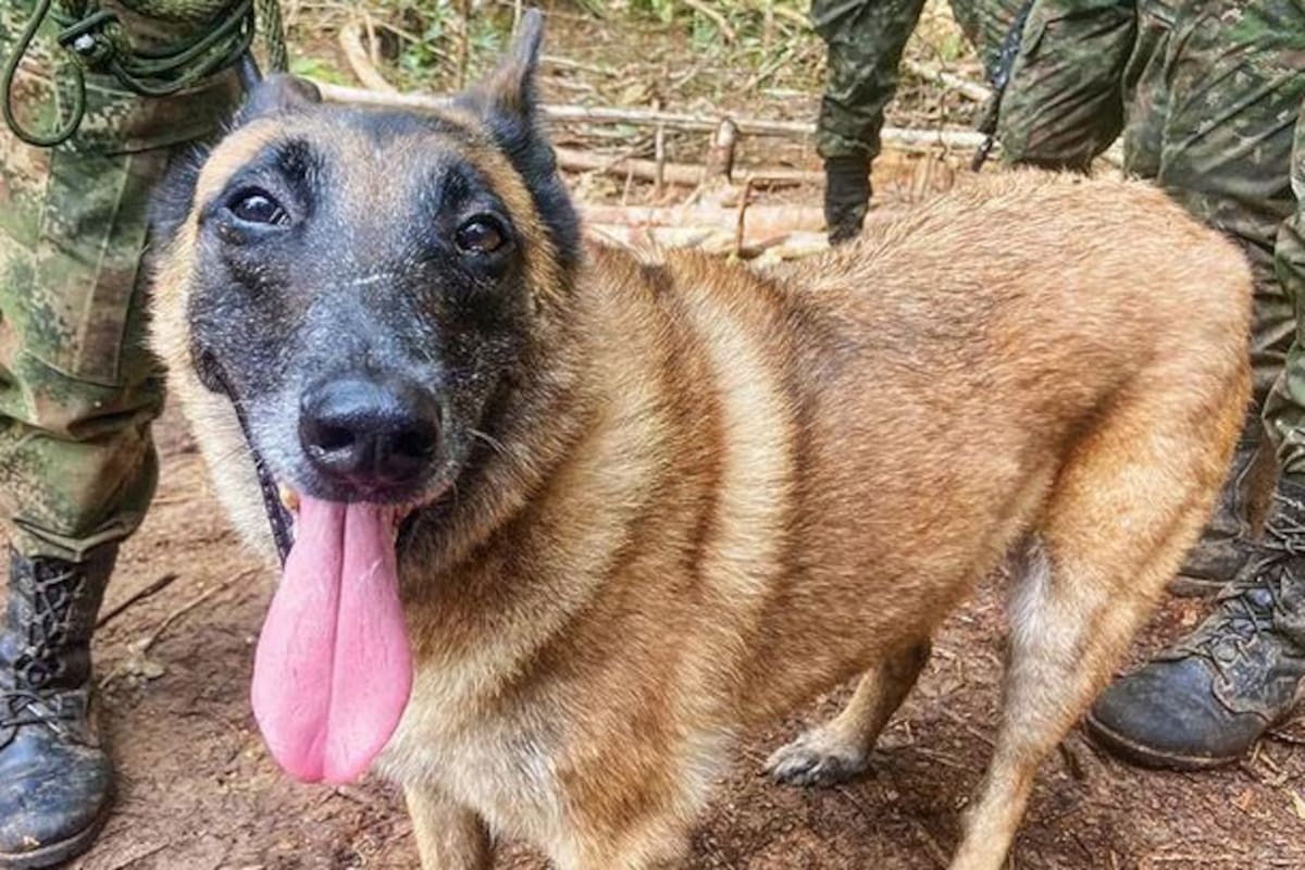 Wilson, el perro rescatista de Colombia que se transformó en héroe