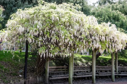 Wisteria sinensis con flores blancas. Las glicinas requieren una superficie de apoyo o una pérgola donde treparse