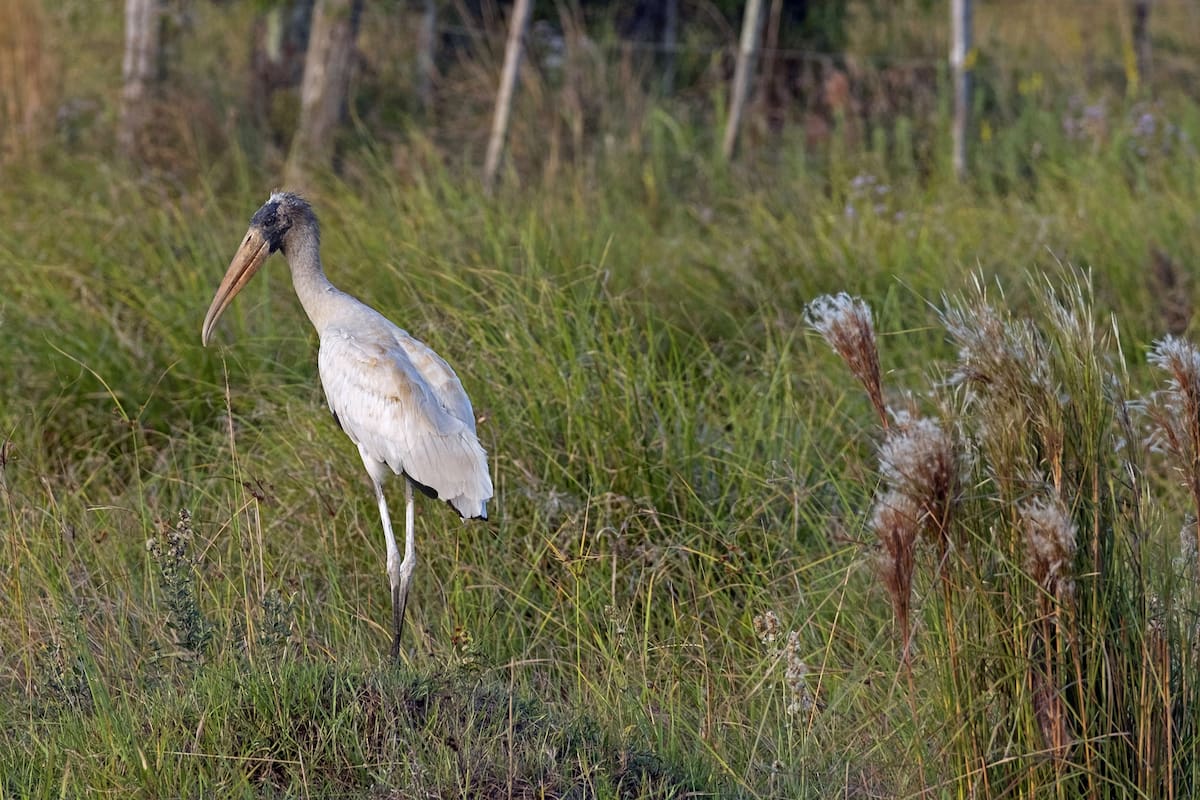 Wood stork wood ibis CIGUENA (Mycteria americana) in the IberA National Park, Corrientes Province, Argentina. (Photo by Marica van der Meer/Arterra/Universal Images Group via Getty Imag