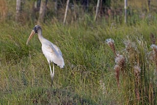 Ernest Gibson, el naturalista de la estancia Los Yngleses