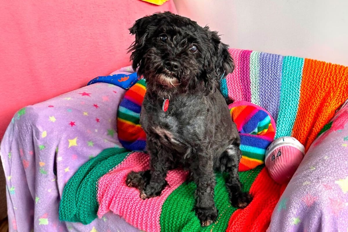 Woody lleva 10 años a la espera de una familia que lo adopte en el refugio de Dog Trust Shoreham
