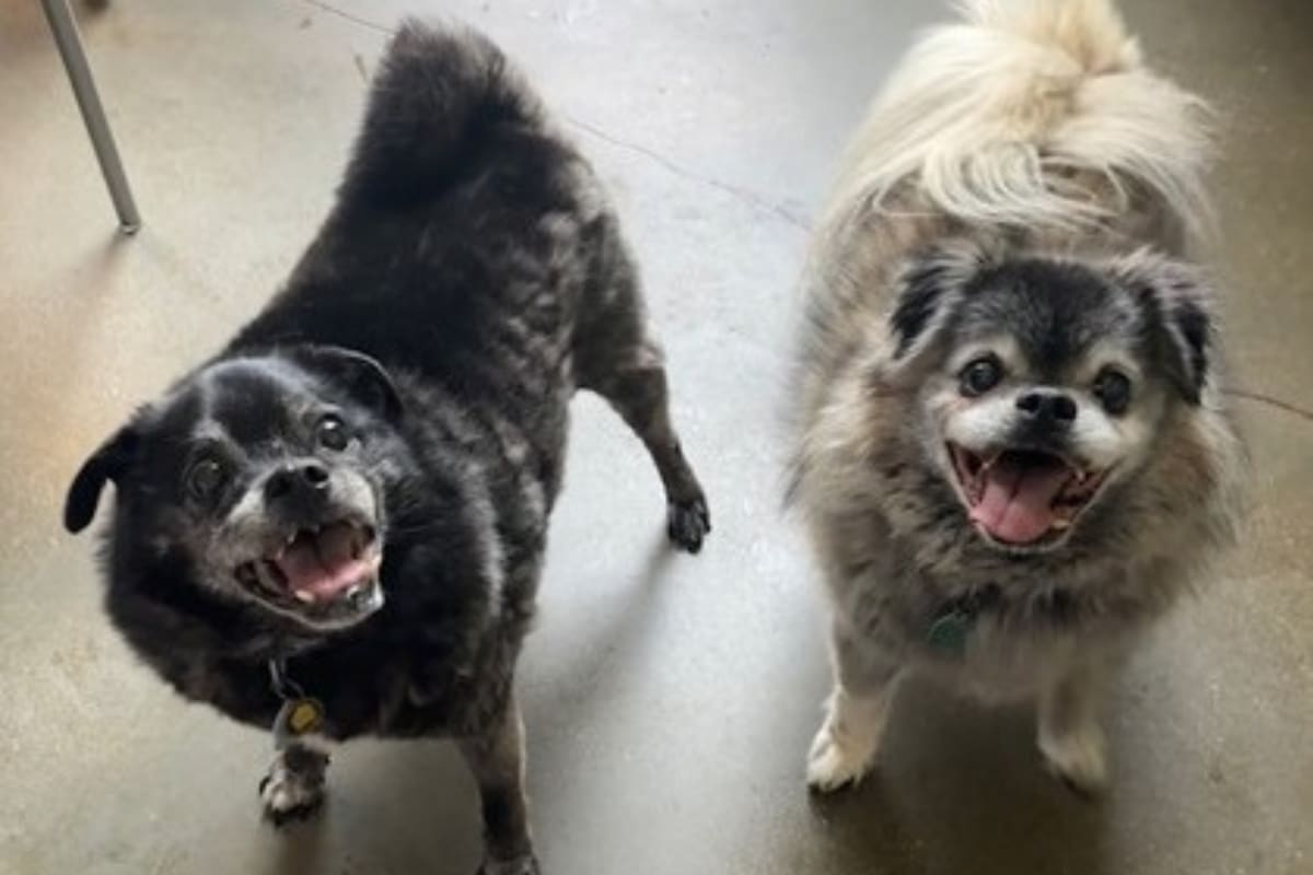 Woody y Bear fueron abandonados con 12 años de edad porque, para su dueño, ya eran ancianos