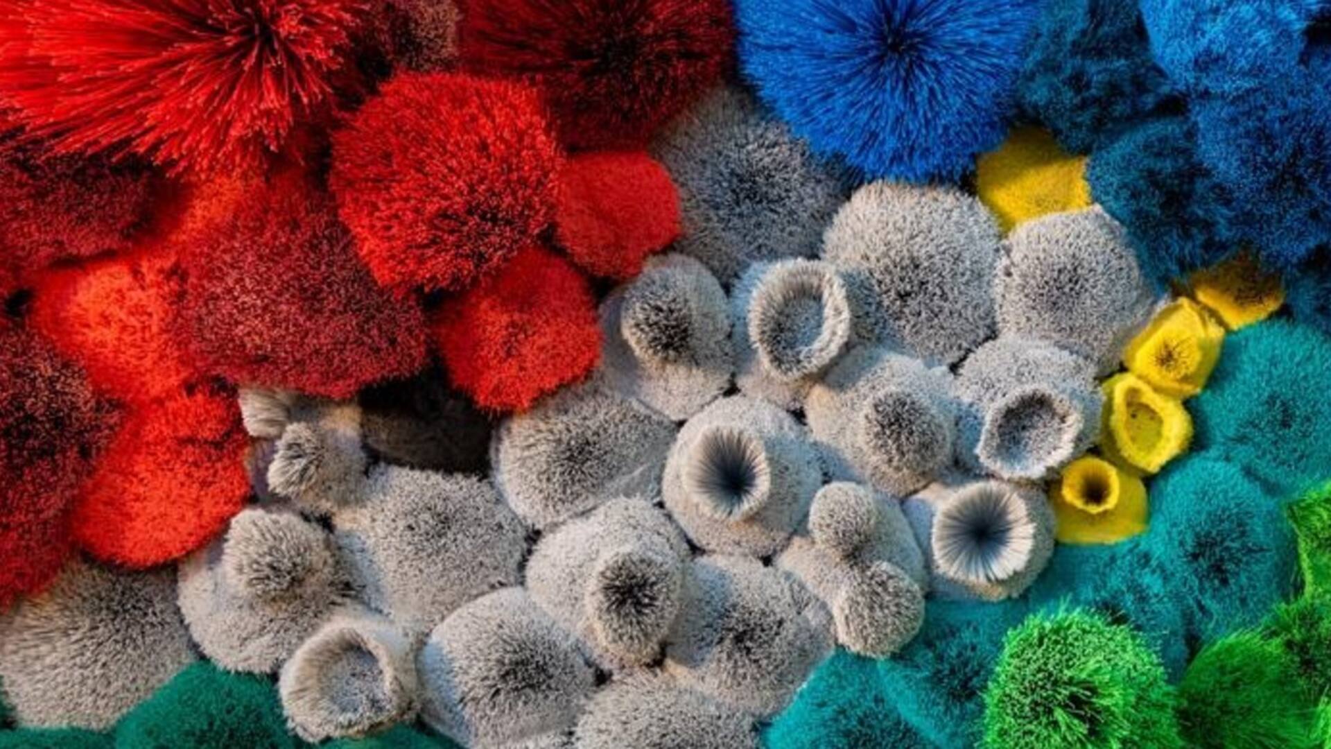 El origen de las especies, instalación realizada con escobillones, en Praxis (detalle, 2019)
