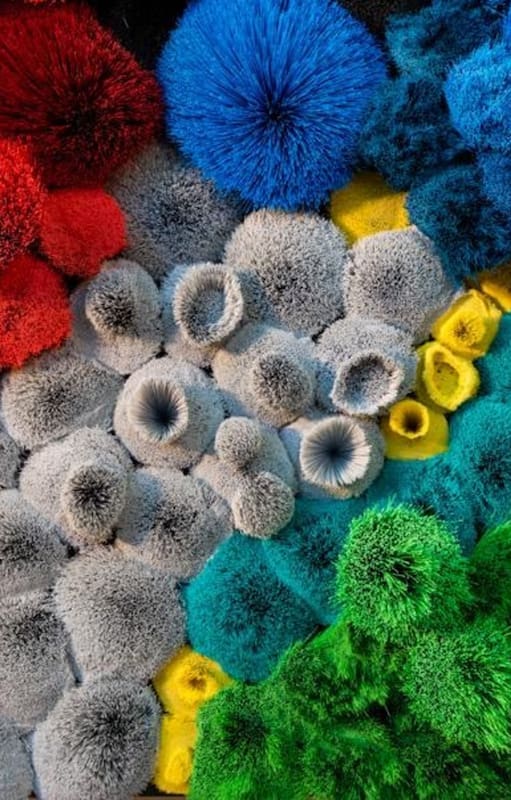 El origen de las especies, instalación realizada con escobillones, en Praxis (detalle, 2019)