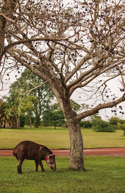 Un tapir bajo el timbó, en Rincón del Socorro.