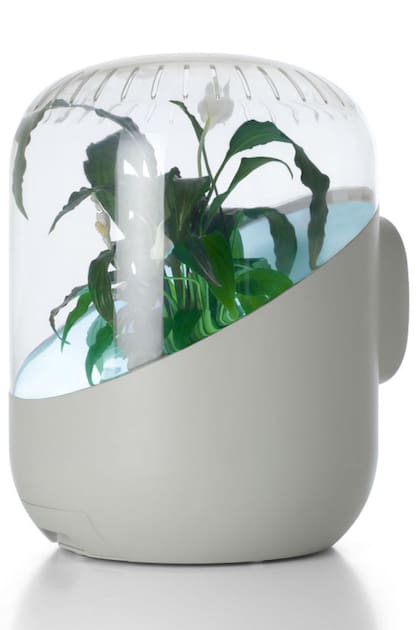 Creado por Mathieu Lehanneur en colaboración con la Universidad de Harvard y basado en estudios de la NASA, este purificador de aire utiliza el sistema de filtración activa de las plantas para eliminar gases tóxicos