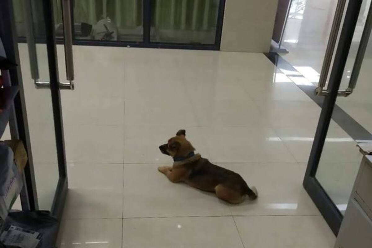 Xiao Bao fue todos los días al hospital donde falleció su dueño