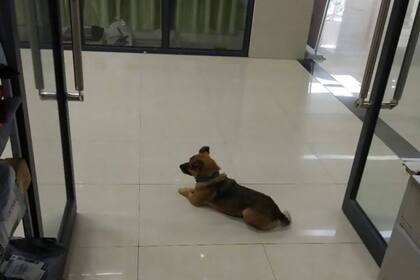 Xiao Bao fue todos los días al hospital donde falleció su dueño