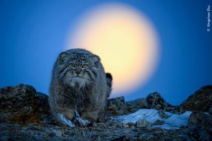 Xingchao rastreó a un grupo de gatos de Pallas en la helada meseta de Mongolia Interior durante varios días durante el Año Nuevo chino en febrero de 2023. Poco antes del amanecer, Xingchao logró establecer contacto visual con este gato que había atrapado un pájaro pequeño
