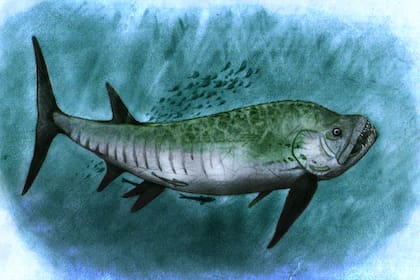 Xiphactinus ilustrado por el investigador Sebastián Rozadilla del LACEV-MACN