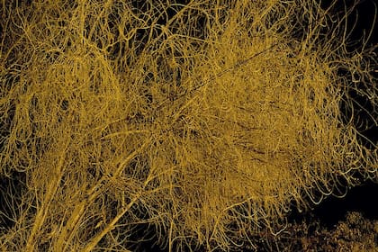 Con dos ventas en BAphoto Live, Ignacio Iasparra agotó la serie de esta fotografía sin título tomada en 2007 (detalle)
