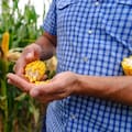 Una marca reveló un punto clave para ganar con el maíz