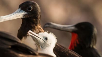 Ya desapareció el equivalente al 12% de todas las especies de aves que existen hoy en día