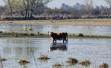 “Ya encontramos un campo y lo estamos preparando para empezar a sacar la hacienda. La vaca con cría es muy difícil de movilizar y queremos hacerlo con tiempo y dejar para el final la recría y los novillos”, dijo Sobrero