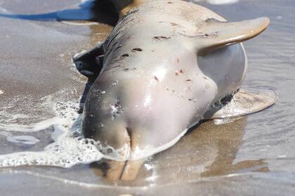 Ya había pasado hace dos años; se desconocen las causas del deceso de los ejemplares