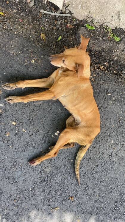 Ya no tiene chances de recuperar la movilidad en sus patas traseras.