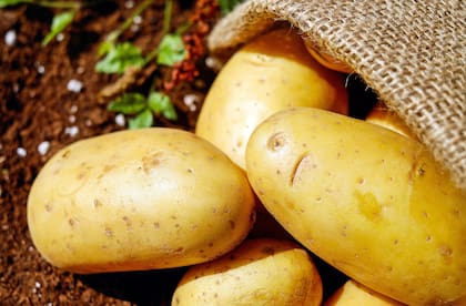 Ya que proporcionan carbohidratos complejos, las papas ayudan a mantener estables los niveles de azúcar en la sangre