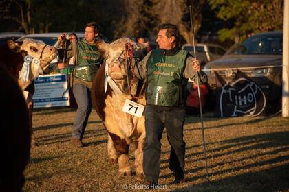 Ya se palpita la muestra de Hereford. Gentileza Hereford