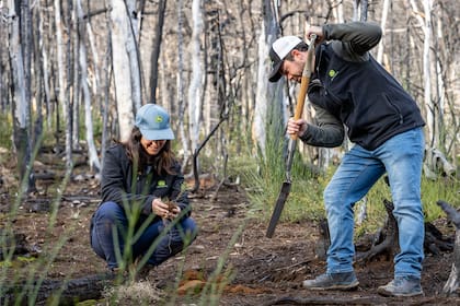 Ya se plantaron este año más de 15.000 árboles, 10 mil de ellos en Cholila, Chubut, de la mano de la ONG ReforestArg.