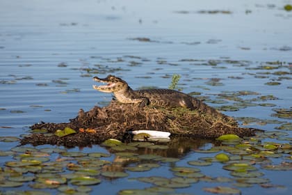 Yacaré negro en los Esteros del Iberá.