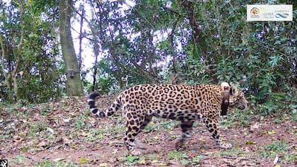 Yaguareté caminando por el bosque misionero captado por una cámara trampa