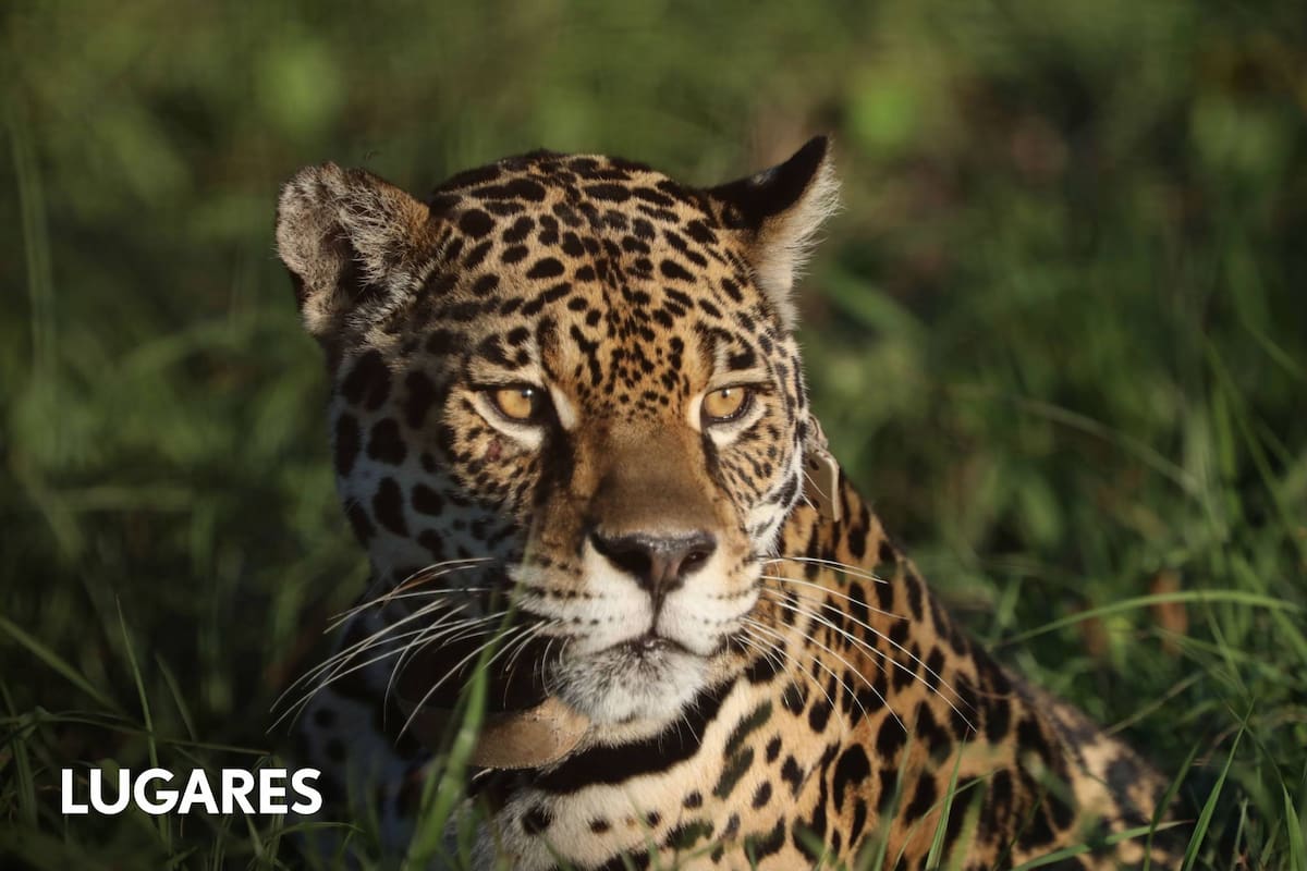 Yaguareté en los Esteros del Iberá