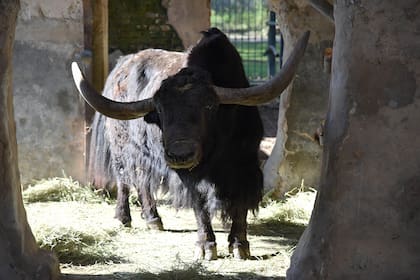 Tras doce años en cautivero el Yak fue trasladado a Entre Ríos