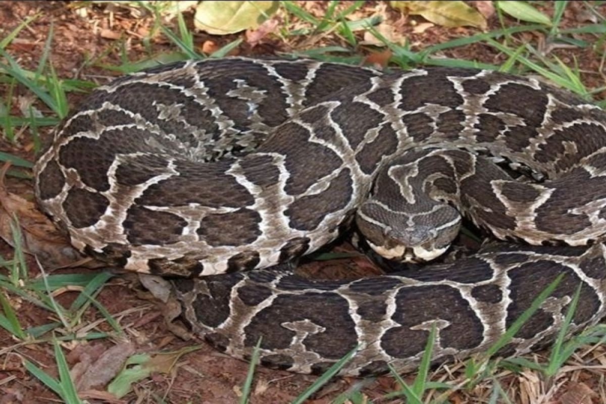 Yarará
