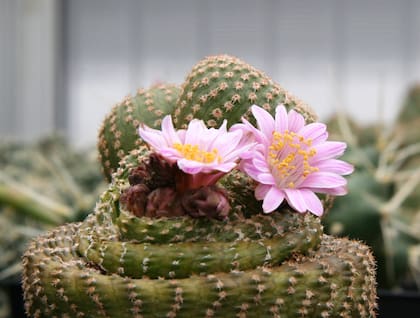 Yavia cryptocarpa, no supera los 3,5 centímetros y también crece en las montañas.