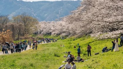 Yawata, cerca de Kioto, es conocida por albergar uno de los santuarios más destacados de Japón y un impresionante tramo de 1,4 kilómetros de cerezos