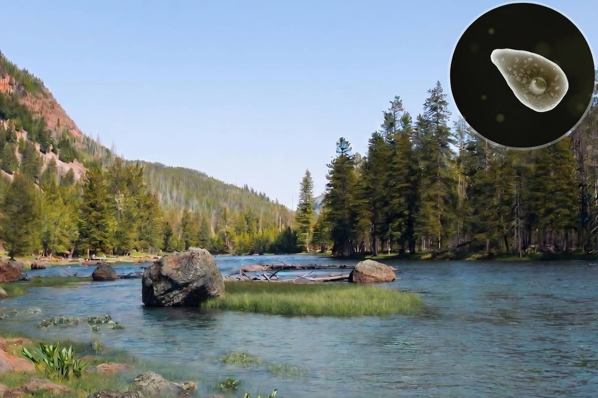Yellowstone es uno de los parques donde se detectó la ameba