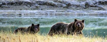 Yellowstone ha sido un parque nacional de Estados Unidos por 140 años y es hogar de los osos grizzly, entre otros mamíferos