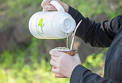 Yerba mate