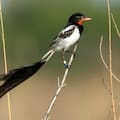 110 años de Aves Argentinas