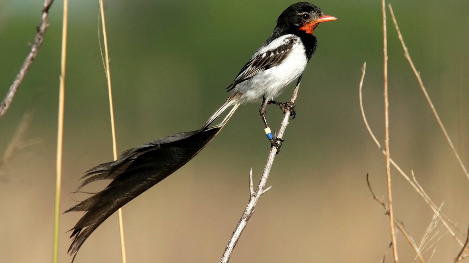 Yetapá de Collar, un ave con cola extravagante (son como dos largas plumas). Habita en los pastizales del noreste del país, en Corrientes, Chaco y Formosa.