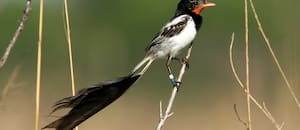 110 años de Aves Argentinas