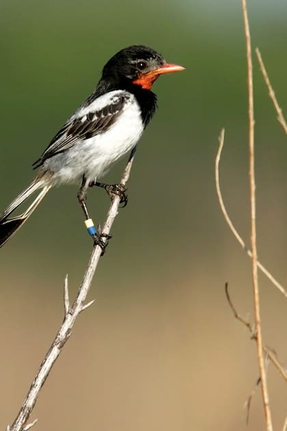 Yetapá de Collar, un ave con cola extravagante (son como dos largas plumas). Habita en los pastizales del noreste del país, en Corrientes, Chaco y Formosa.