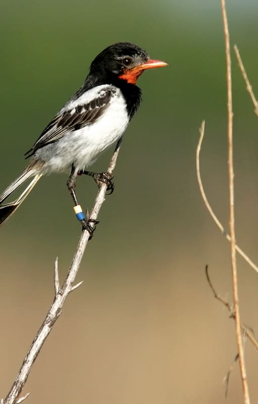 Yetapá de Collar, un ave con cola extravagante (son como dos largas plumas). Habita en los pastizales del noreste del país, en Corrientes, Chaco y Formosa.
