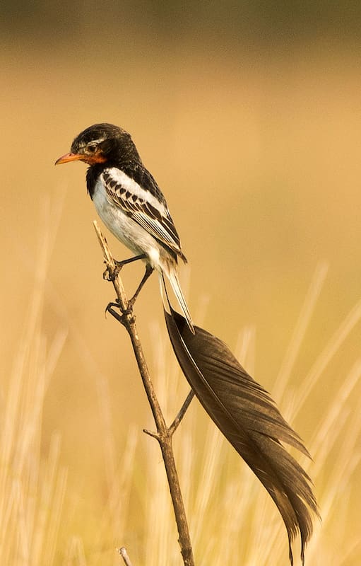 Yetapá de Collar, un ave con cola extravagante (son como dos largas plumas). Habita en los pastizales del noreste del país, en Corrientes, Chaco y Formosa.