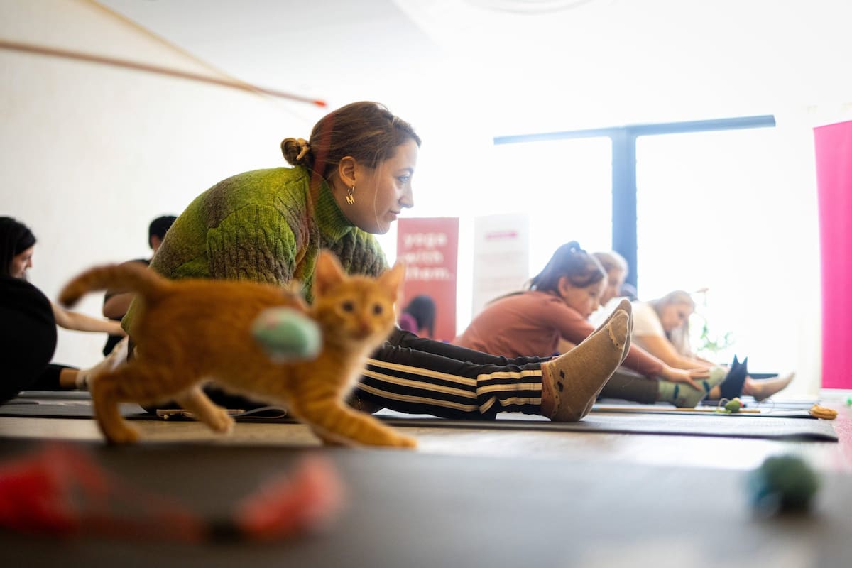 "Yoga with them", clases de yoga con animales en adopción