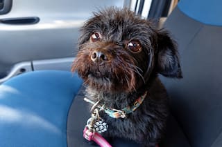 La increíble historia de Yoko, la perrita que fue arrojada desde un auto y hoy navega por el Río de la Plata