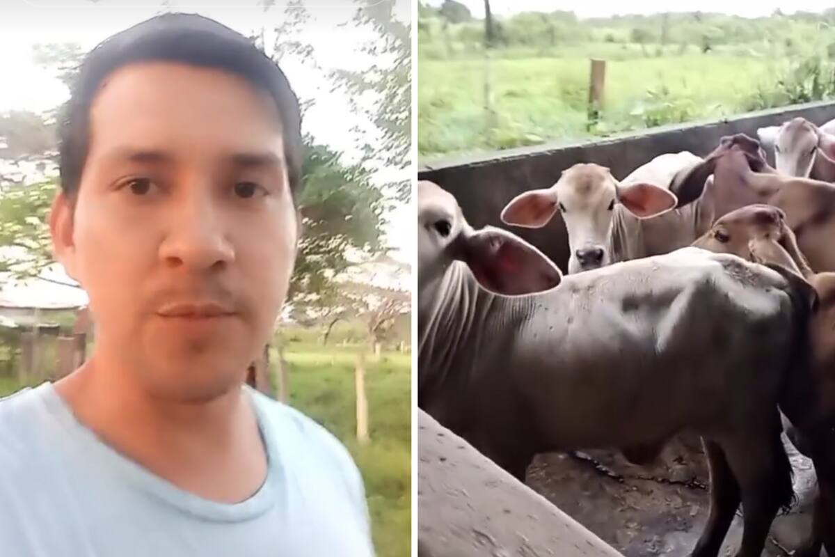 Yor Zambrano, el joven que se volvió furor por llamar a los terneros por un nombre