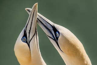 Cazadores amorosos