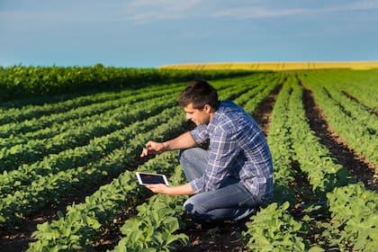 Young handsome agriculture engineer squatting in soybean field with tablet in hands in early summer