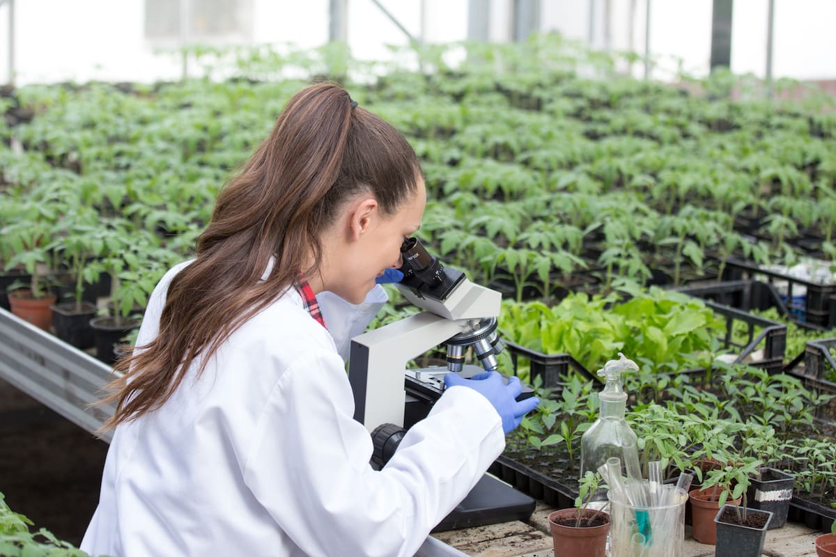 Young pretty woman agronomist in white coat sitting at microscope and supervising seedling's growth in greenhouse. Plant care and protection concept
