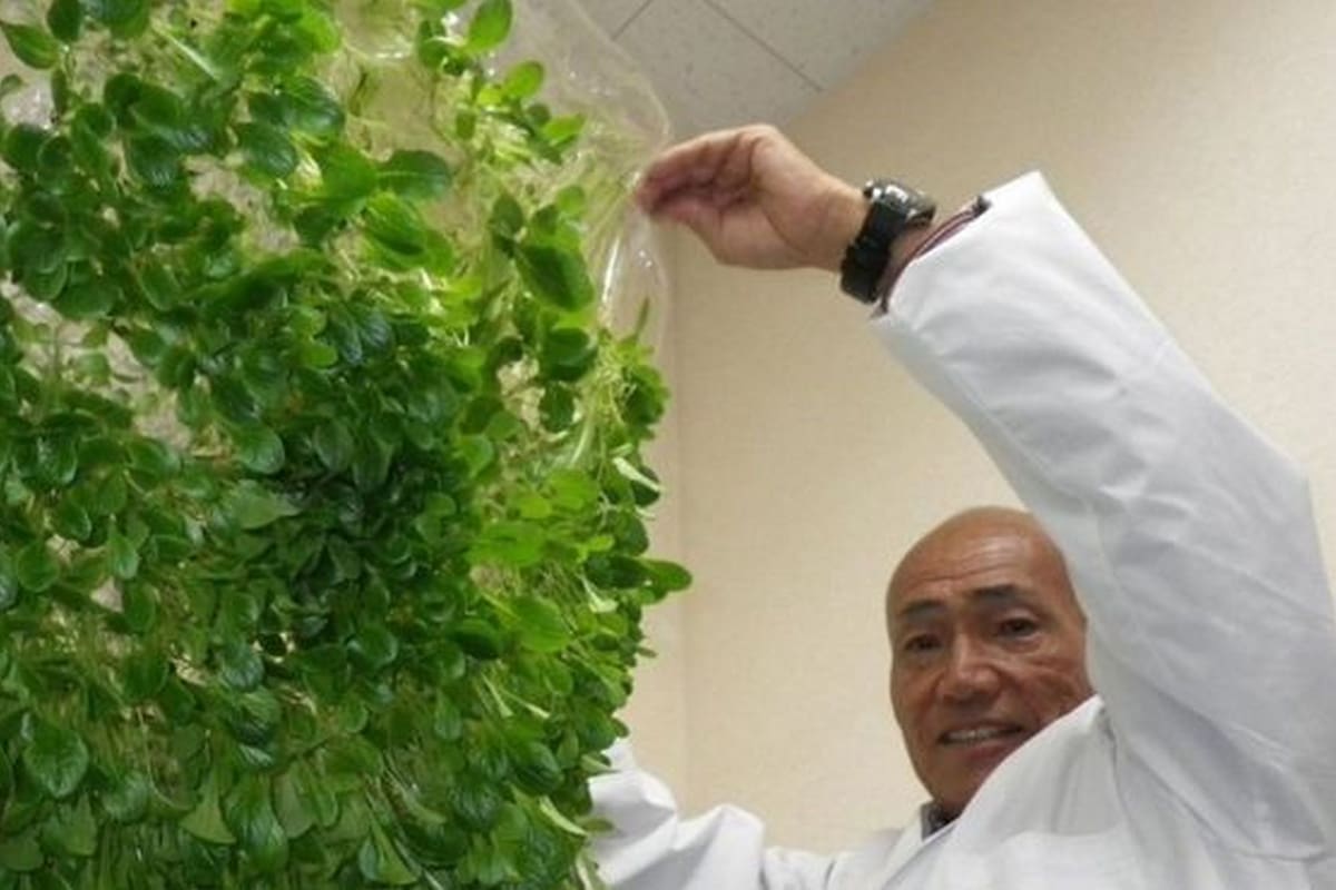 Yuichi Mori se inspiró en las membranas utilizadas en los riñones artificiales para desarrollar películas de polímeros para su uso en la agricultura
