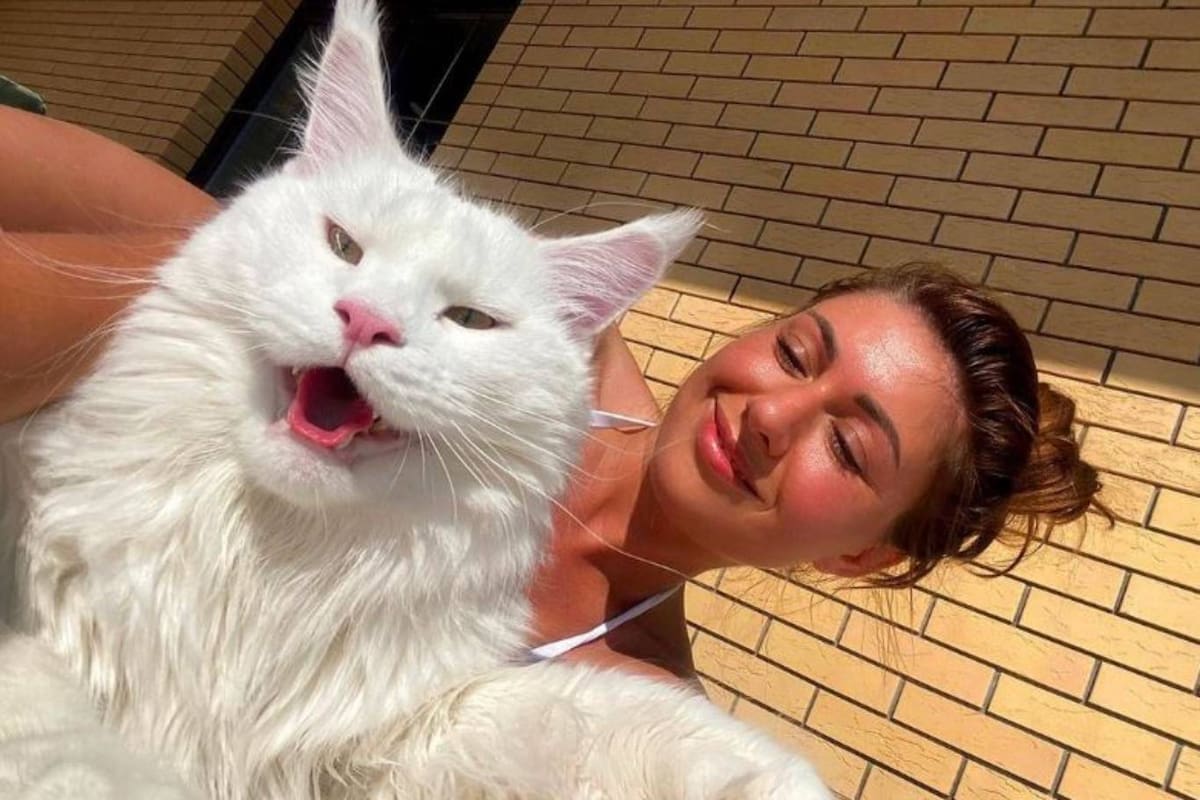 Yulia exhibe con frecuencia a su gato Kefir en las redes sociales, donde sorprende y maravilla por su gran tamaño
