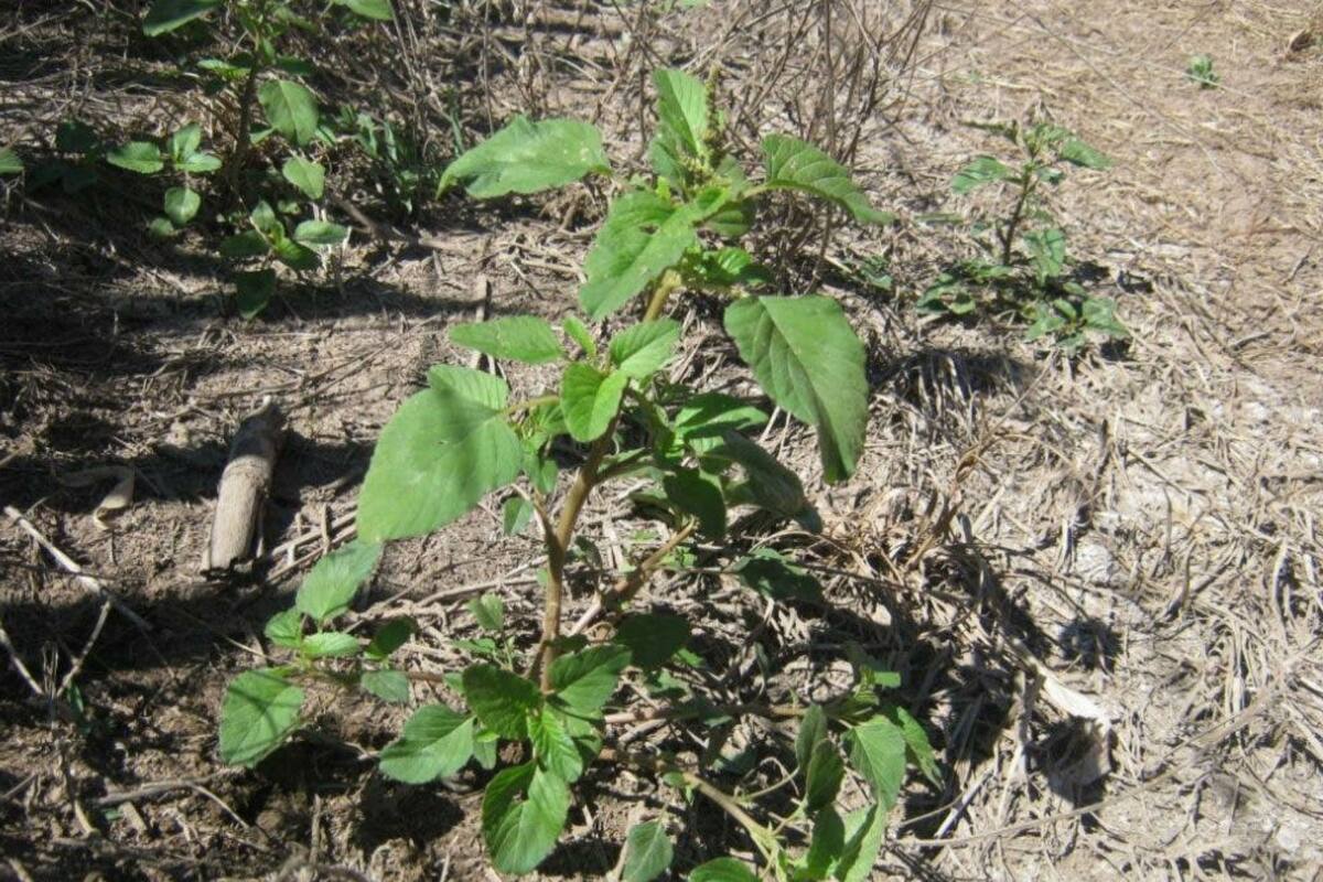 Yuyo colorado está en más de 13 millones de hectáreas