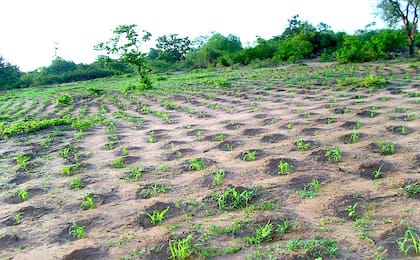 Zaïs en Burkina Fasso
